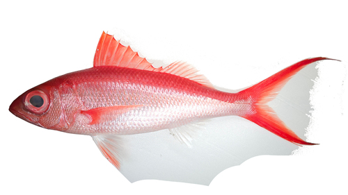 Deepwater longtail red snapper (Etelis coruscans) — Lutjanidae — 2