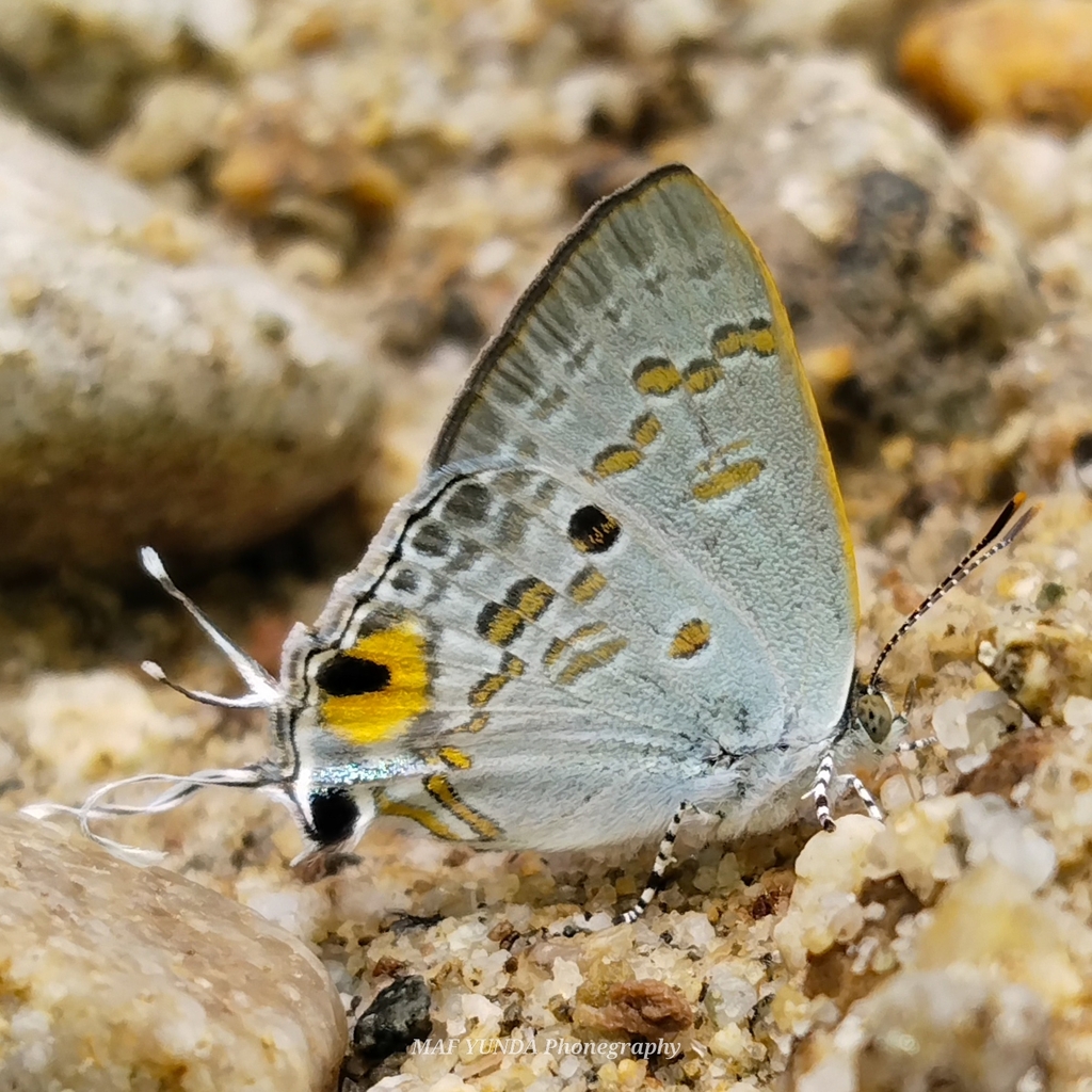Hypolycaena sipylus (Hypolycaena sipylus)