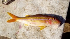 Mulloidichthys dentatus