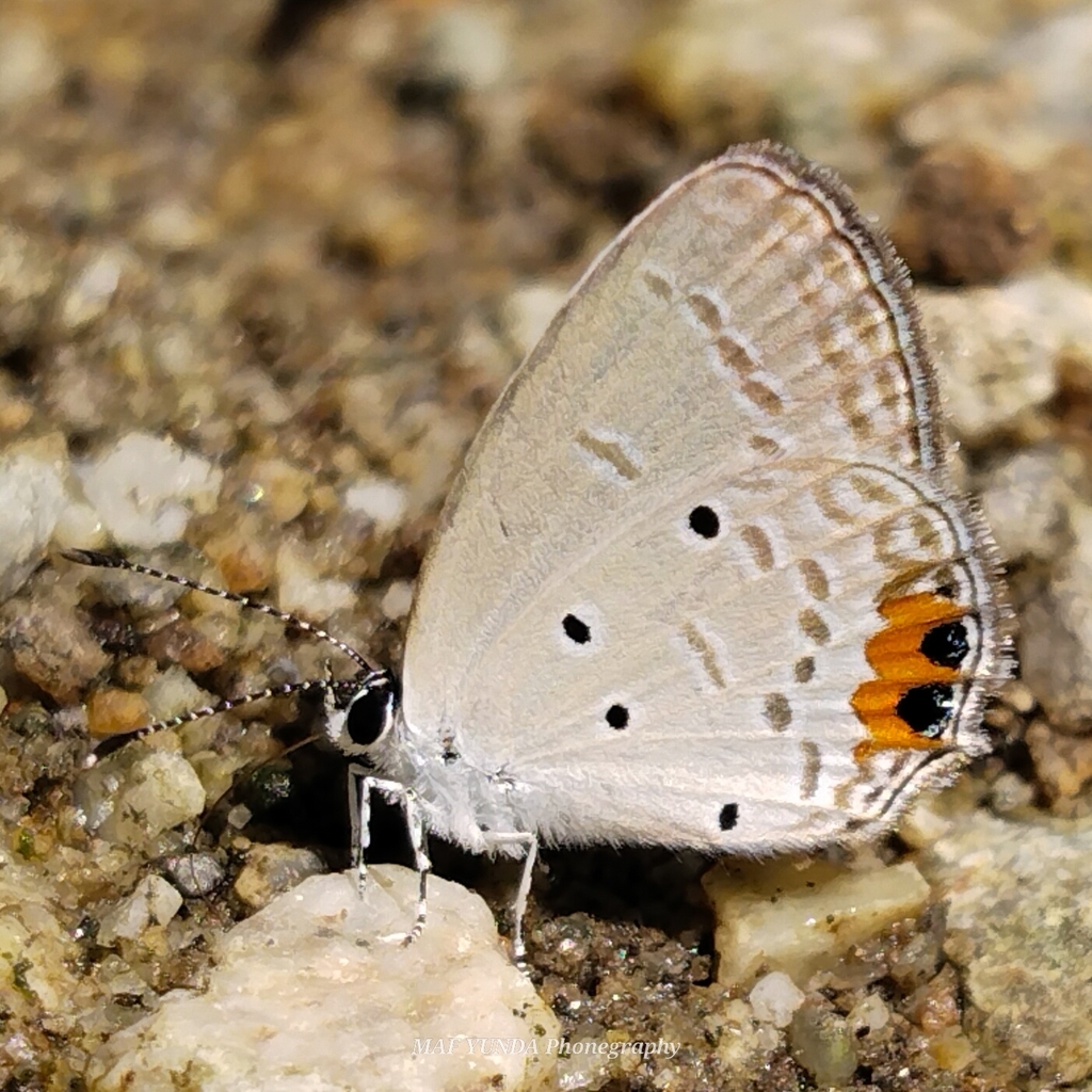 Everes lacturnus (Everes lacturnus)