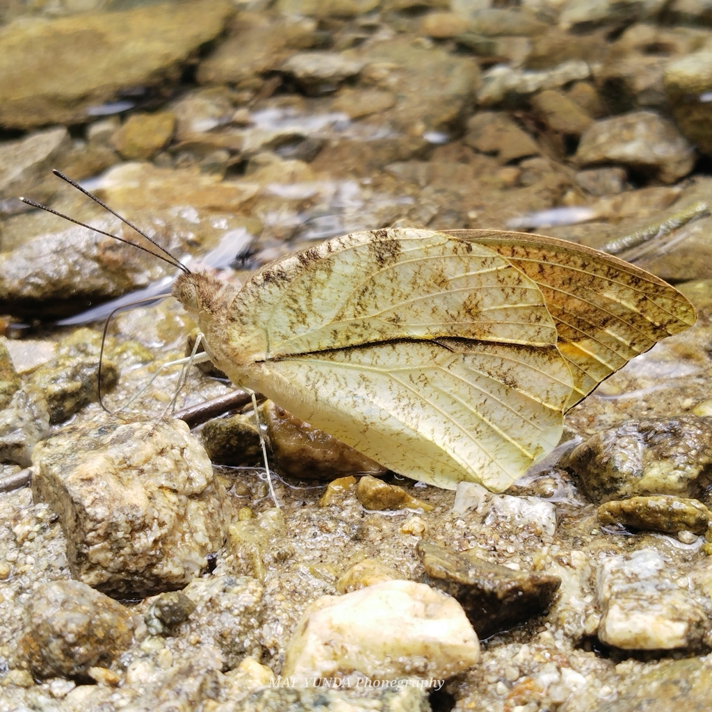 Great Orange Tip (Hebomoia glaucippe)