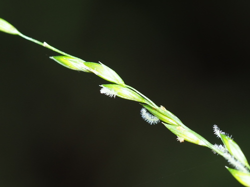 Caruzo (Ichnanthus pallens)