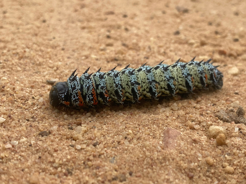 Mopane Worm