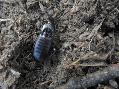 Hypherpes