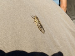 Proarna uruguayensis