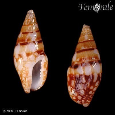 Mitrella guttata