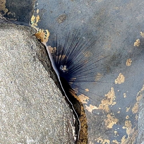 Longspined Sea Urchin
