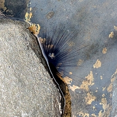 Longspined Sea Urchin