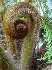 Sphaeropteris horrida