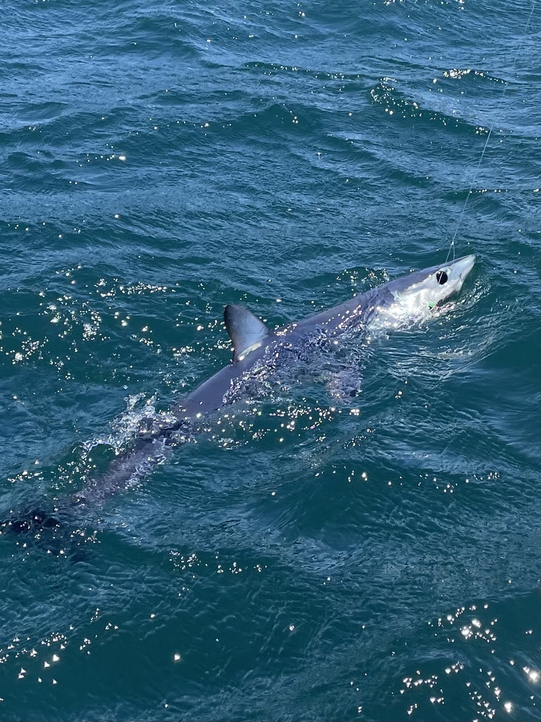 Shortfin mako (Isurus oxyrinchus) — Lamnidae