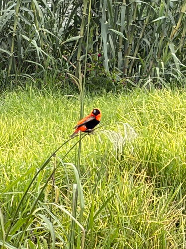Southern Red Bishop (Euplectes orix)