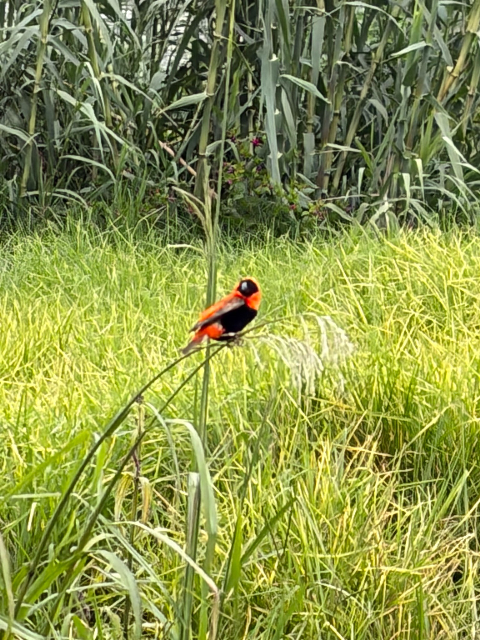 Southern Red Bishop (Euplectes orix), photo 1