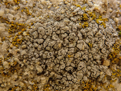 iNaturalist observation photo of Common Lichens