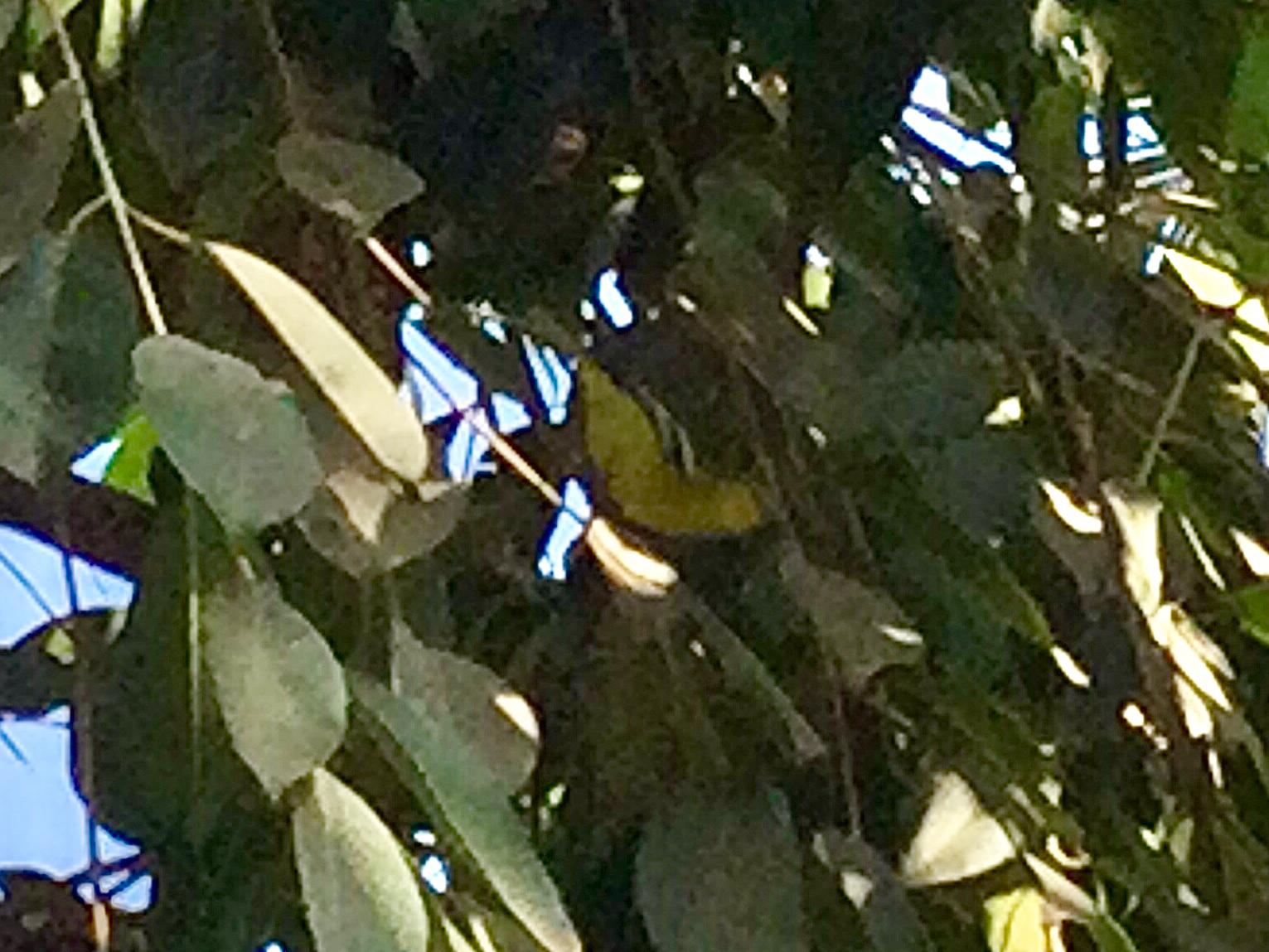 Common Iora (Aegithina tiphia), photo 5