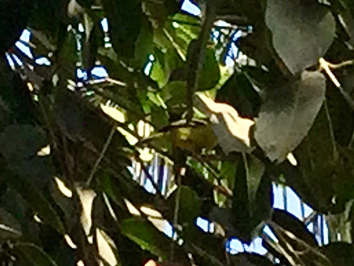 Common Iora (Aegithina tiphia), photo 6