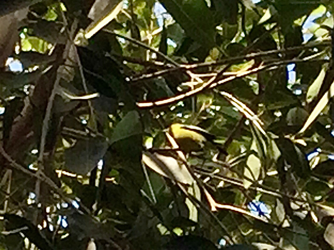 Common Iora (Aegithina tiphia), photo 1