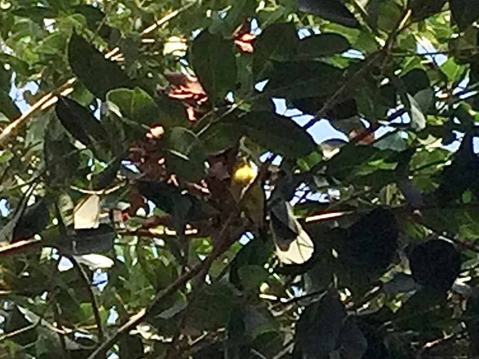 Common Iora (Aegithina tiphia), photo 2