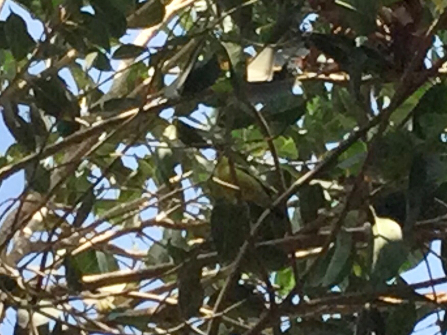 Common Iora (Aegithina tiphia), photo 3