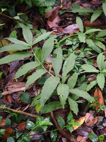 Chelonopsis deflexa, photograph 4