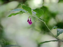 Chelonopsis deflexa, photograph author not stated, no rights reserved