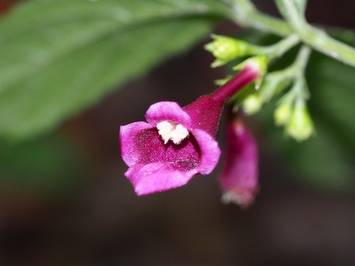 Chelonopsis deflexa, photograph 5