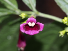 Chelonopsis deflexa, photograph author not stated, no rights reserved