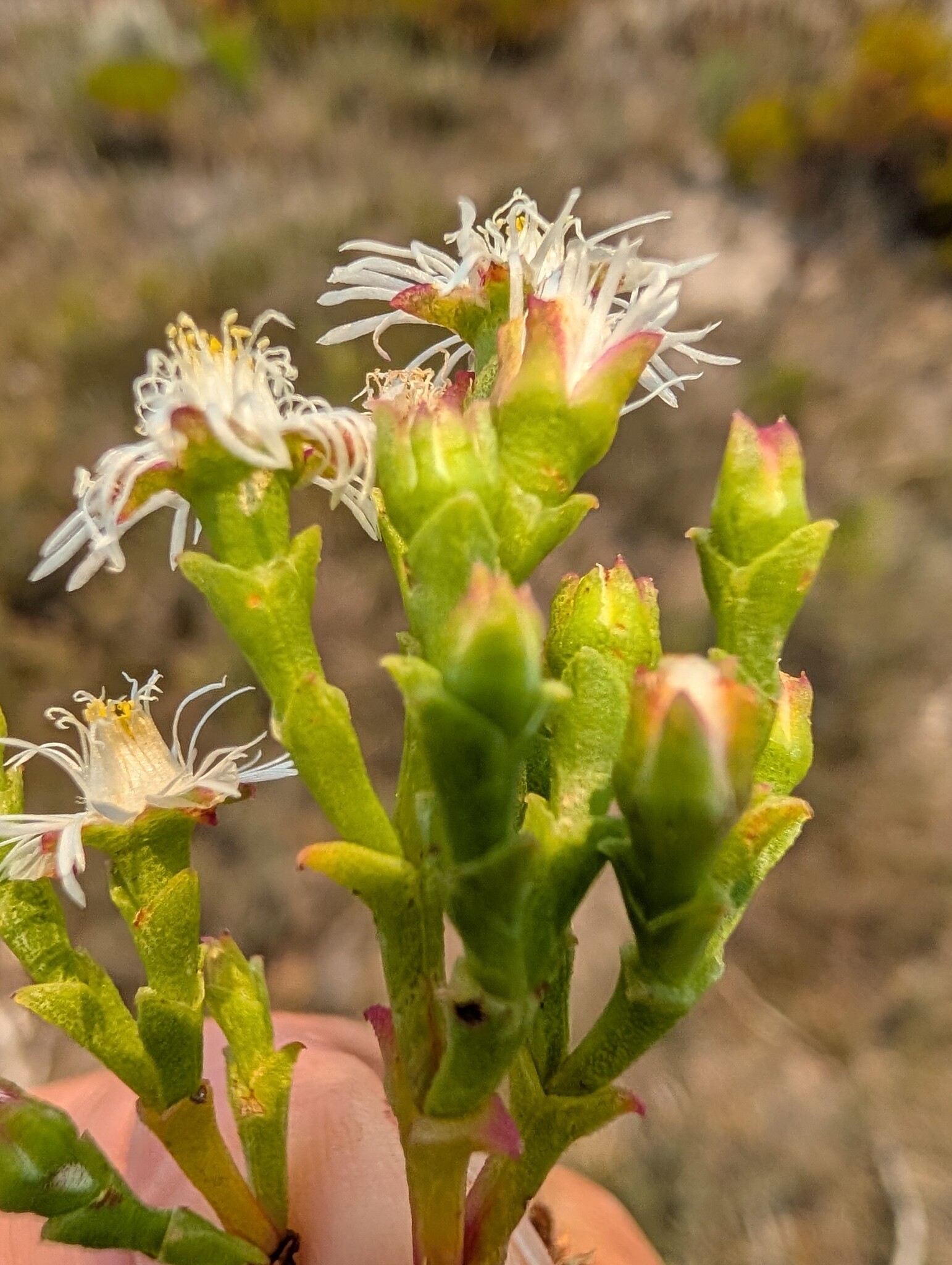 Ruschia tenella