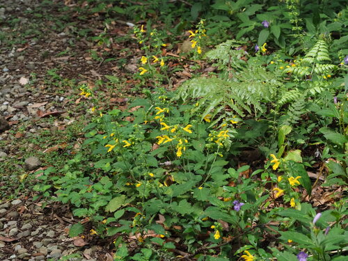 Salvia nipponica, photograph 6