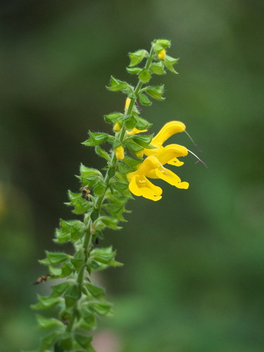 Salvia nipponica, photograph 5