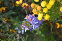 Calectasia narragara