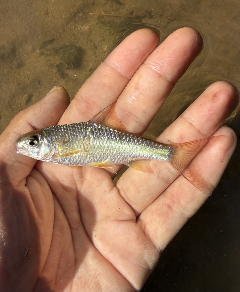Scaphiodonichthys burmanicus