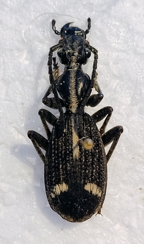 Cypholoba graphipteroides