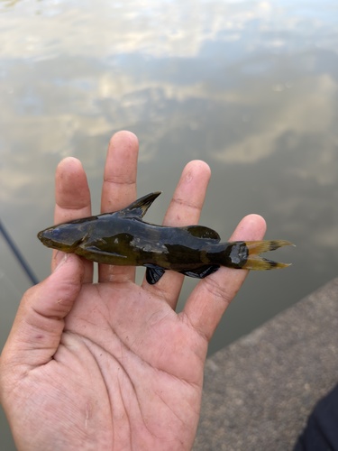 Asian bumblebee catfish (Pseudomystus siamensis) — Bagridae