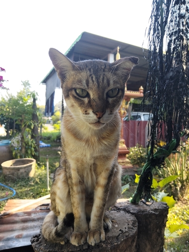 Domestic Cat