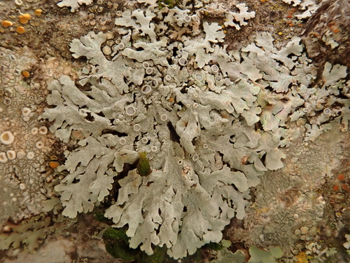 iNaturalist observation photo of rosette lichens, frost lichens, and allies