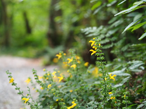 Salvia nipponica, photograph 4