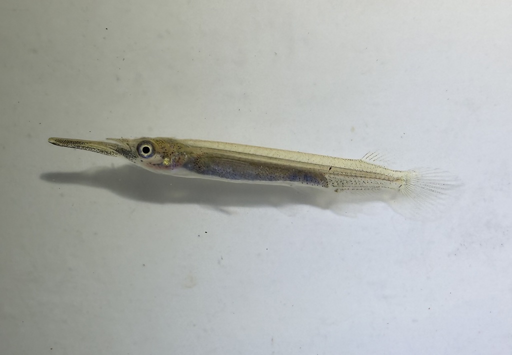 Siamese halfbeak (Dermogenys siamensis) — Zenarchopteridae