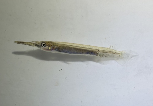 Siamese halfbeak (Dermogenys siamensis) — Zenarchopteridae