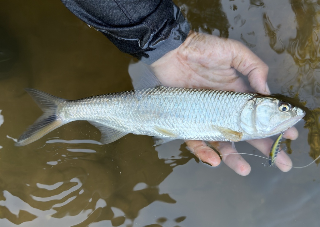 Aziatische roofbarbeel (Raiamas guttatus) — Cyprinidae
