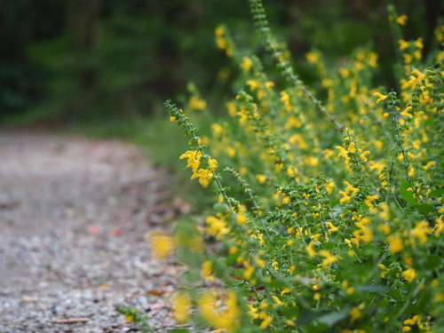Salvia nipponica, photograph 3
