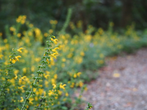 Yellow Wood Sage (Salvia nipponica)