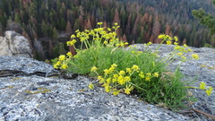 Cymopterus terebinthinus