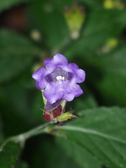 Strobilanthes formosana, photograph author not stated, no rights reserved