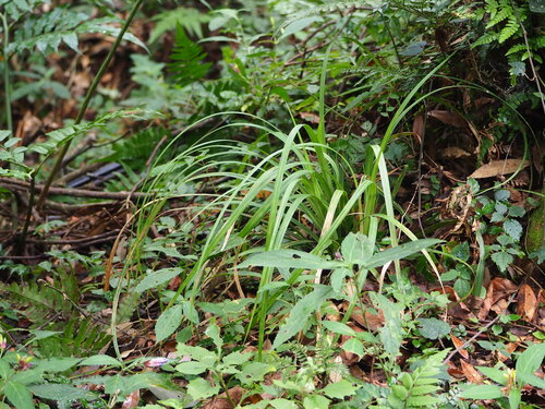 Carex dolichostachya, photograph 4