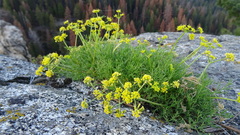 Cymopterus terebinthinus