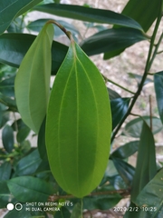 Cinnamomum iners