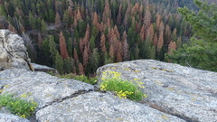Cymopterus terebinthinus