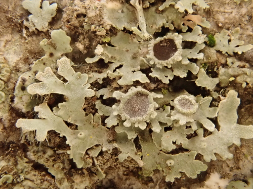 iNaturalist observation photo of Fancy Frost Lichen