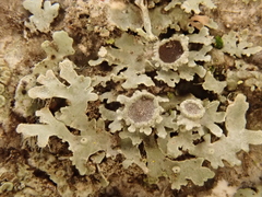 Physconia americana