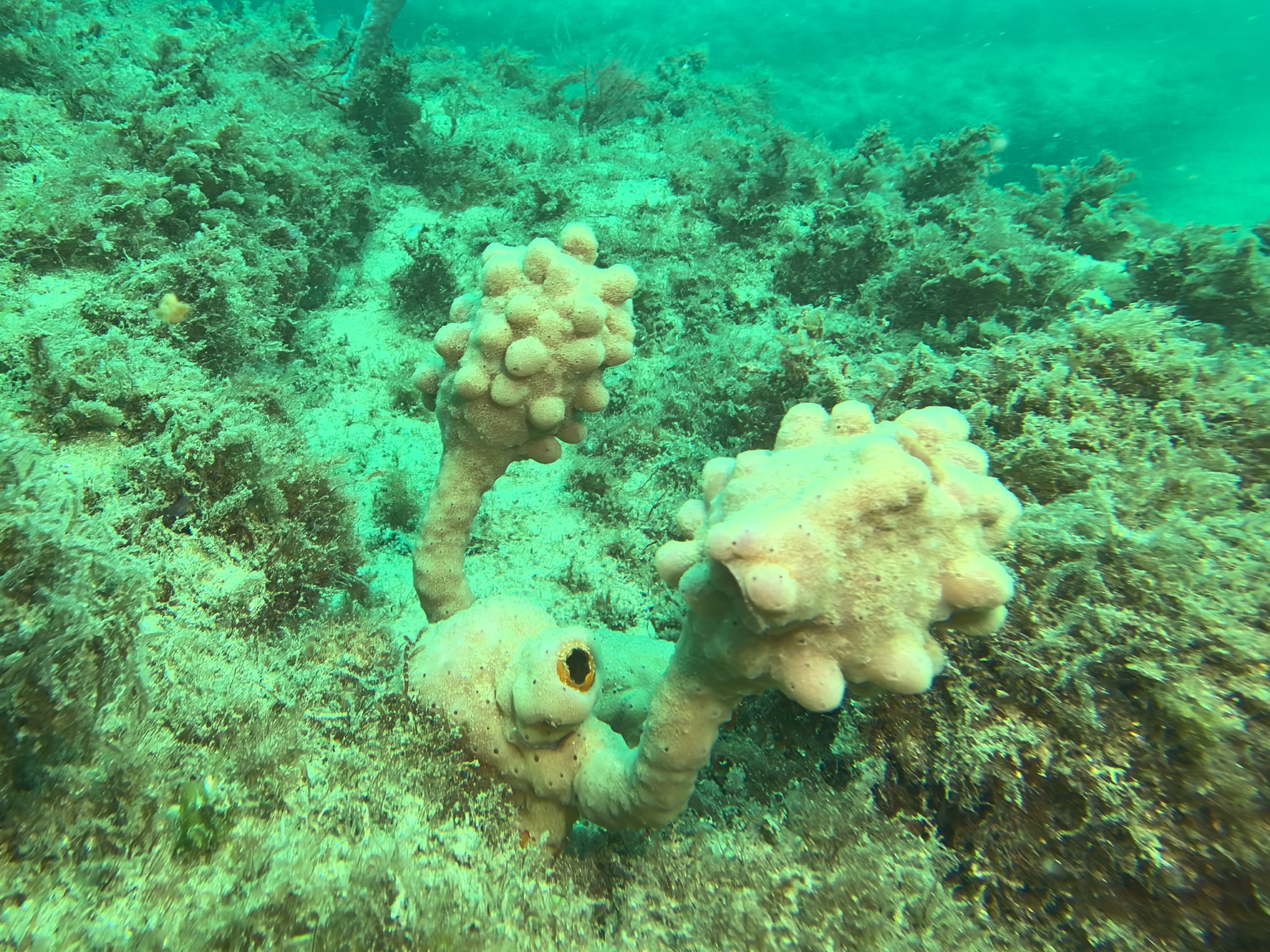 Pyura spinifera (Quoy & Gaimard, 1834)